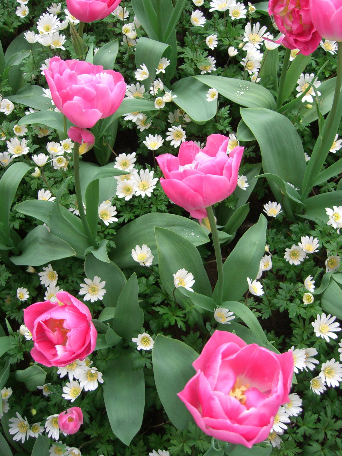 Netherlands Keukenhof